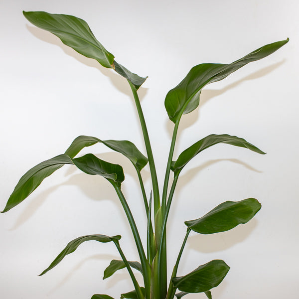 Strelitzia nicolai 17cm H65cm