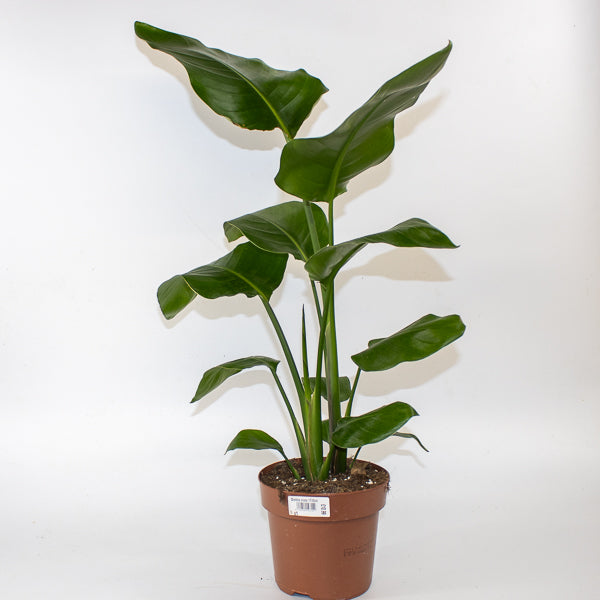 Strelitzia nicolai 17cm H65cm