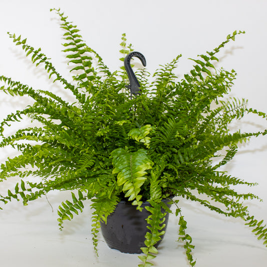 Nephrolepis exaltata Green Mom 19cm H60cm