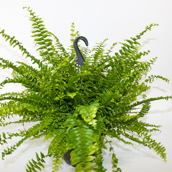 Nephrolepis exaltata Green Mom 19cm H60cm