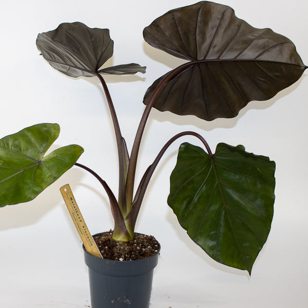 Alocasia 'Metalhead'