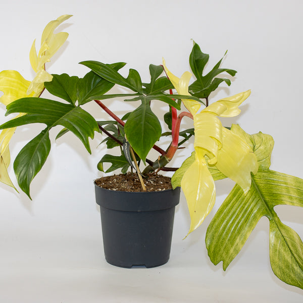 Philodendron 'Florida Ghost' 11