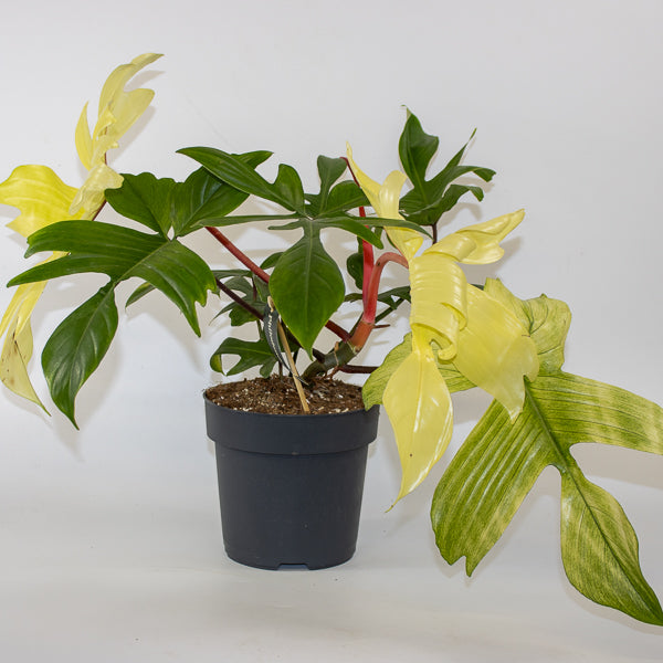Philodendron 'Florida Ghost' 12