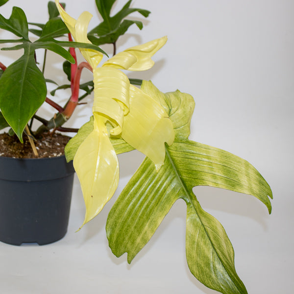 Philodendron 'Florida Ghost' 13