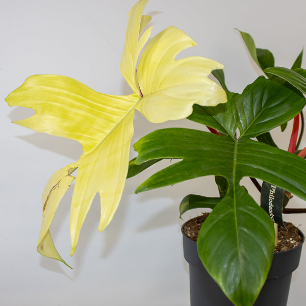 Philodendron 'Florida Ghost' 14
