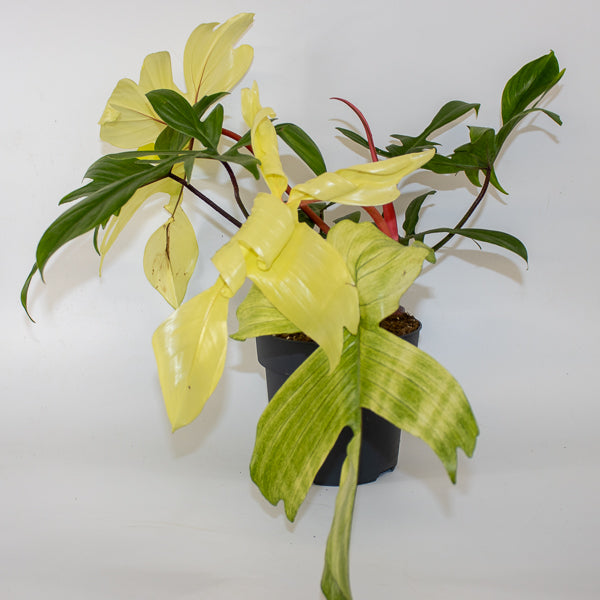 Philodendron 'Florida Ghost' 15