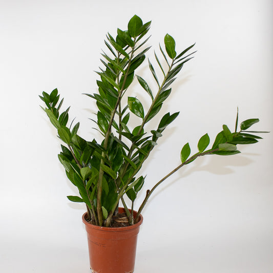 Zamioculcas zamiifolia 17cm H65cm