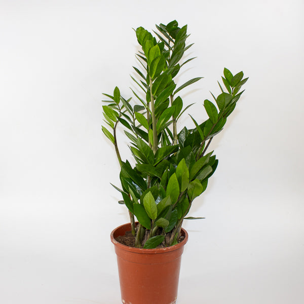 Zamioculcas zamiifolia 17cm H65cm