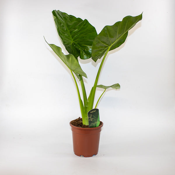 Alocasia Macrorrhiza 17cm H60cm