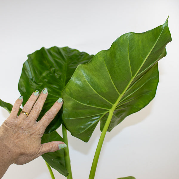 Alocasia Macrorrhiza 17cm H60cm