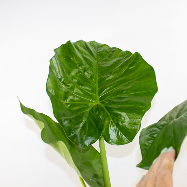 Alocasia Macrorrhiza 17cm H60cm