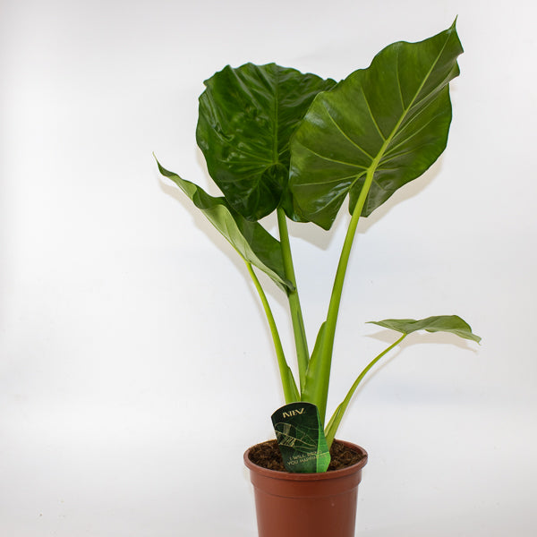 Alocasia Macrorrhiza 17cm H60cm