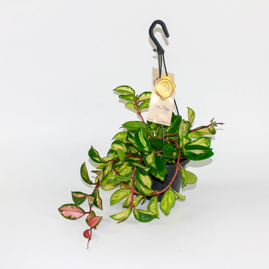Hoya Carnosa Tricolor
