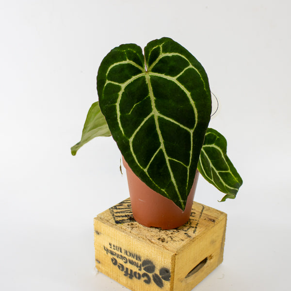 Anthurium crystallinum