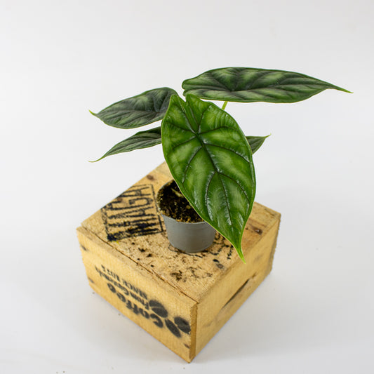 Alocasia Dragon Scale 6cm H15cm