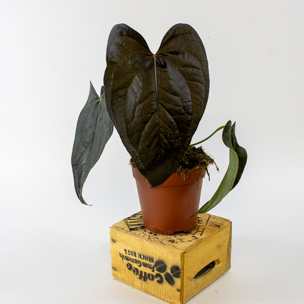 Anthurium queen of 'Hearts' 14