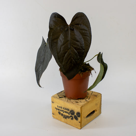 Anthurium queen of 'Hearts' 15