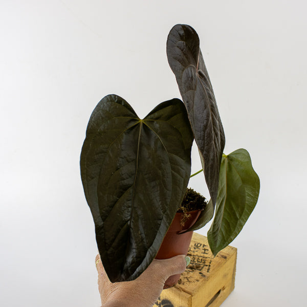 Anthurium queen of 'Hearts' 16