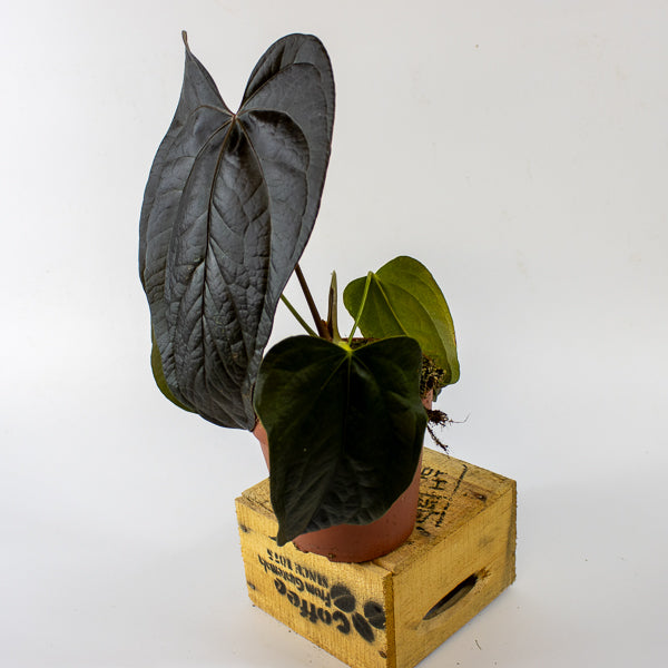 Anthurium queen of 'Hearts' 17