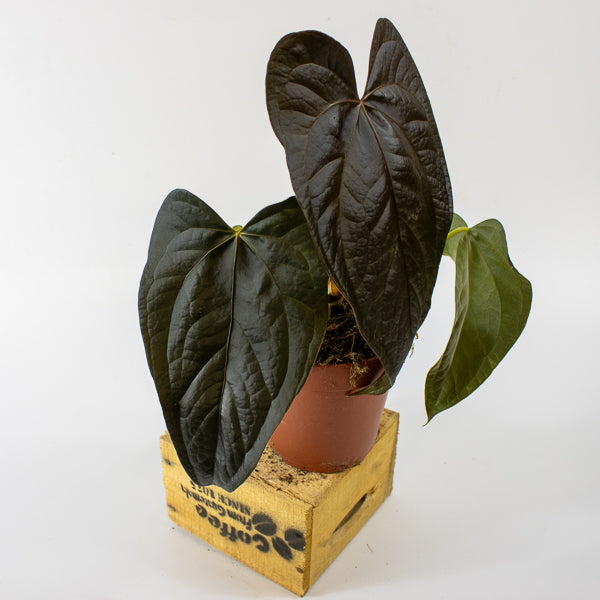 Anthurium queen of 'Hearts' 18