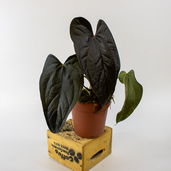 Anthurium queen of 'Hearts' 19