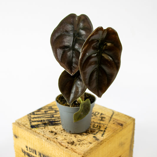 Alocasia cuprea Red Secret 6cm H10cm