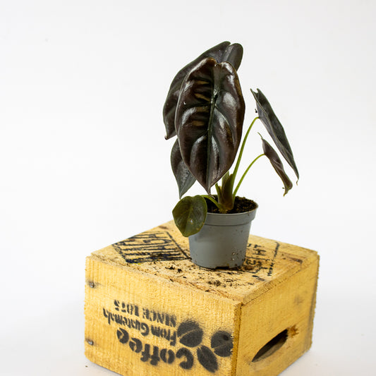 Alocasia cuprea Red Secret 6cm H10cm