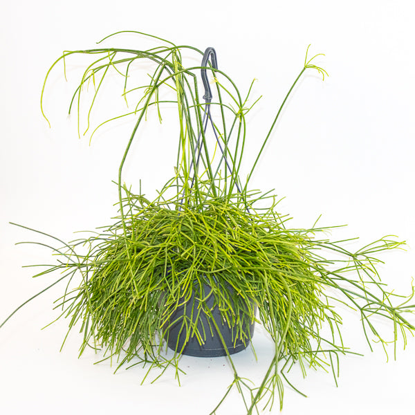 Rhipsalis mixed 21cm H40cm