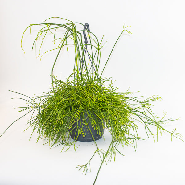 Rhipsalis mixed 21cm H40cm