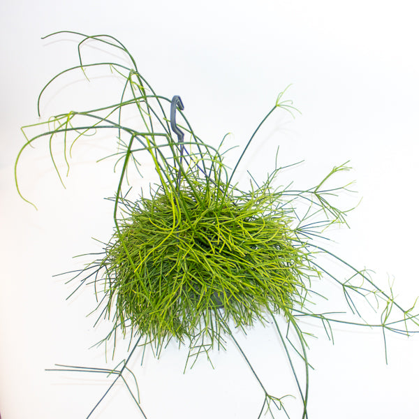 Rhipsalis mixed 21cm H40cm