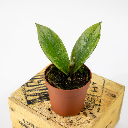 Hoya carnosa AH-074 Silver 7cm H10cm
