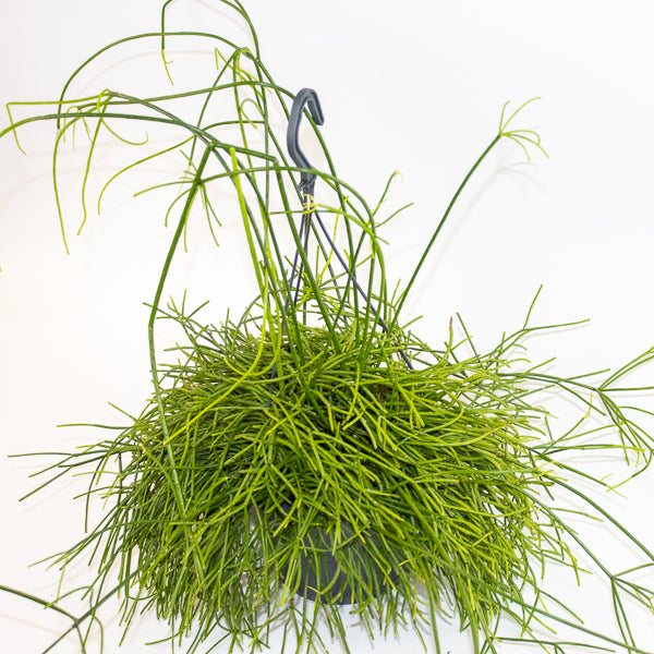 Rhipsalis mixed 21cm H40cm