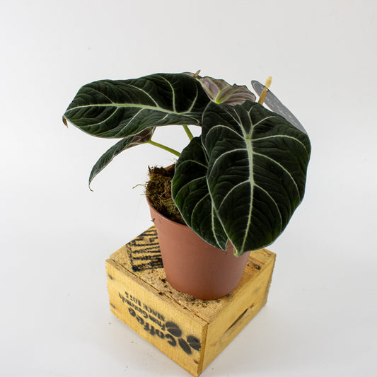 Alocasia Black Velvet 12cm H25cm