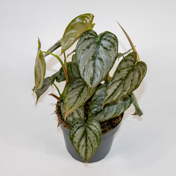 Philodendron Brandtianum Ø12cm H30cm