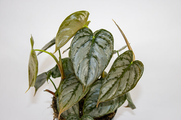 Philodendron Brandtianum Ø12cm H30cm