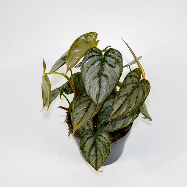 Philodendron Brandtianum Ø12cm H30cm