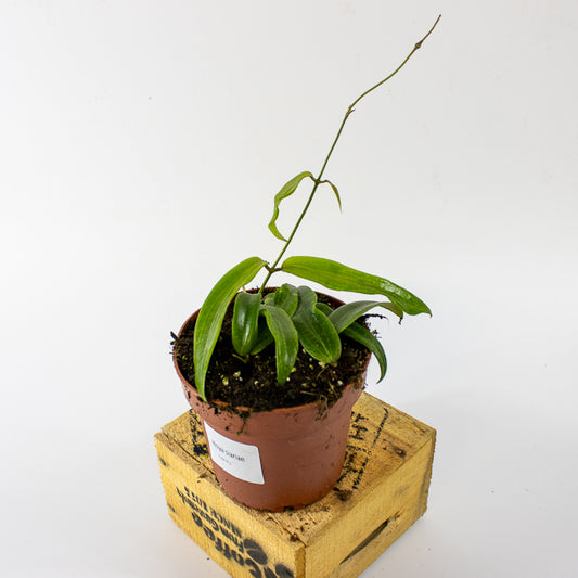 Hoya blashernaezii siariae Red Flowers 12cm H15cm