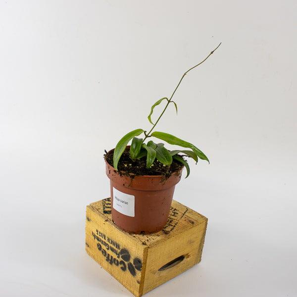 Hoya blashernaezii siariae Red Flowers 12cm H15cm