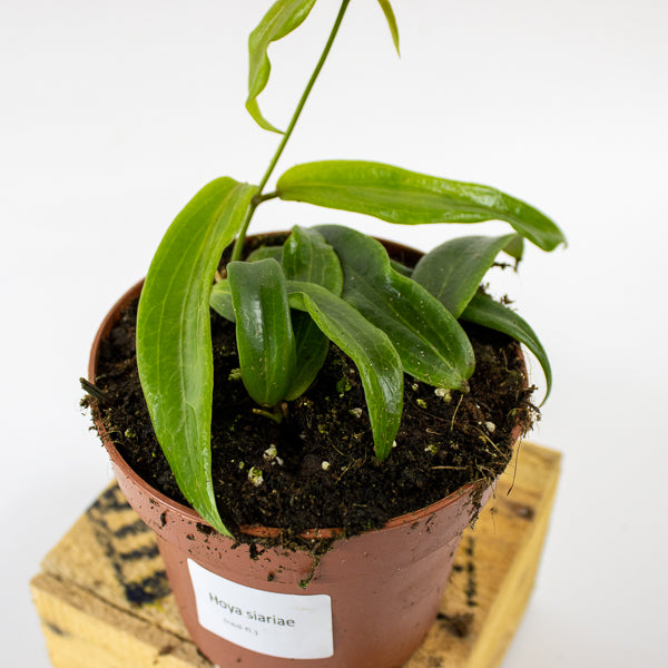 Hoya blashernaezii siariae Red Flowers 12cm H15cm