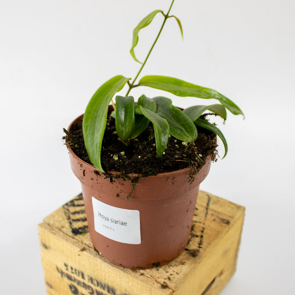 Hoya blashernaezii siariae Red Flowers 12cm H15cm