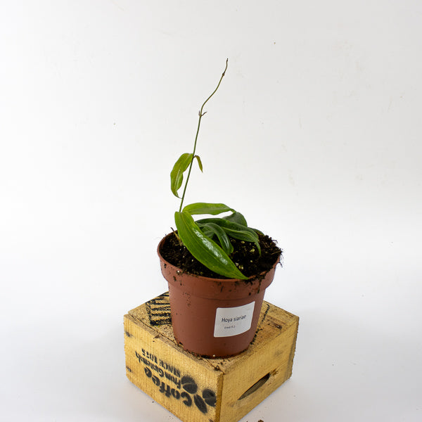 Hoya blashernaezii siariae Red Flowers 12cm H15cm