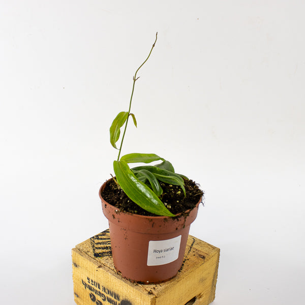 Hoya blashernaezii siariae Red Flowers 12cm H15cm