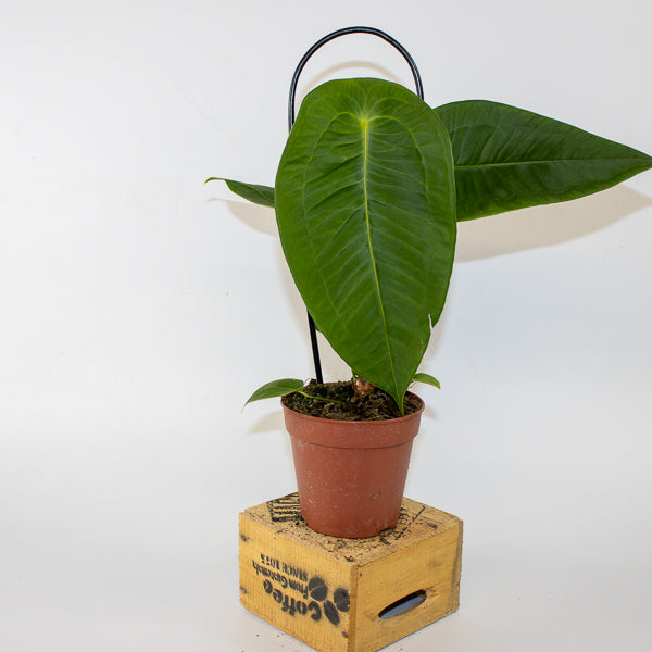 Anthurium peltigerum