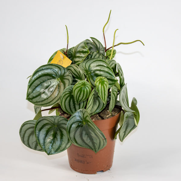 Peperomia Argyreia 12cm H20cm