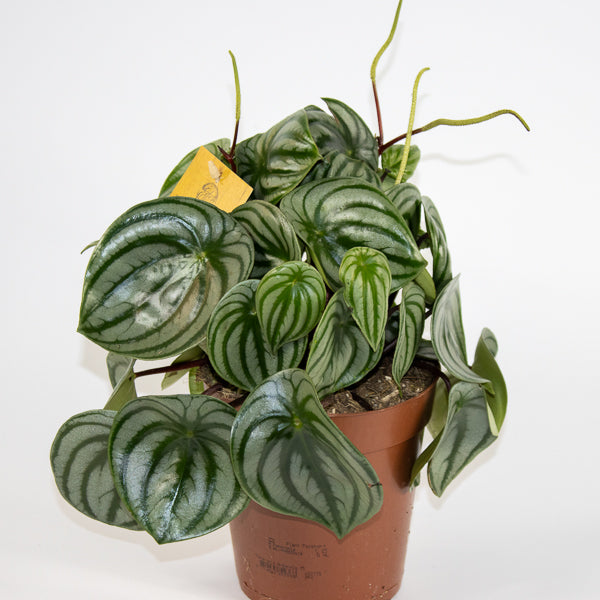Peperomia Argyreia 12cm H20cm