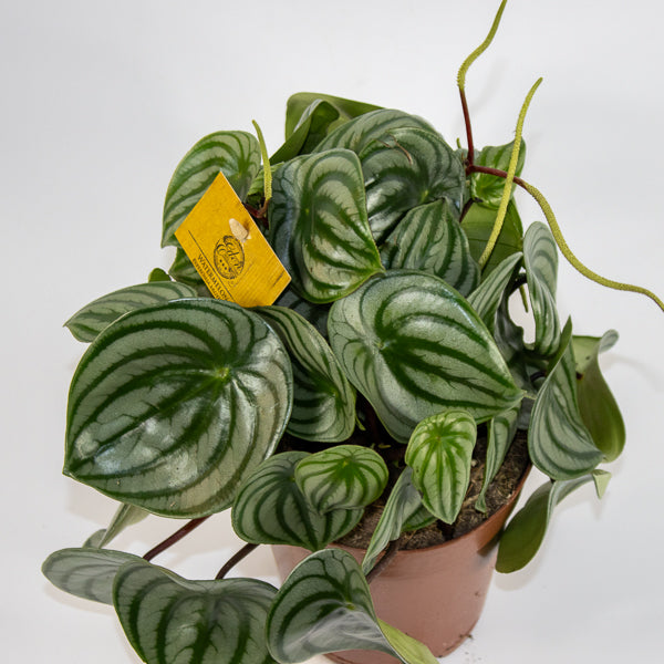Peperomia Argyreia 12cm H20cm