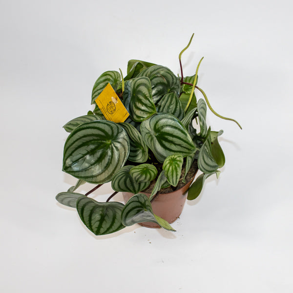 Peperomia Argyreia 12cm H20cm
