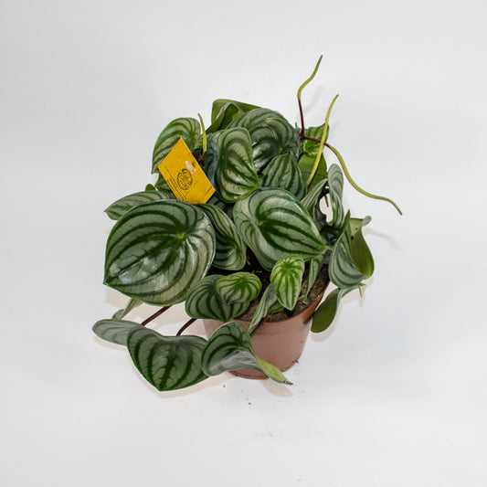 Peperomia Argyreia 12cm H20cm