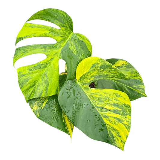 Monstera Deliciosa Aurea Variegata