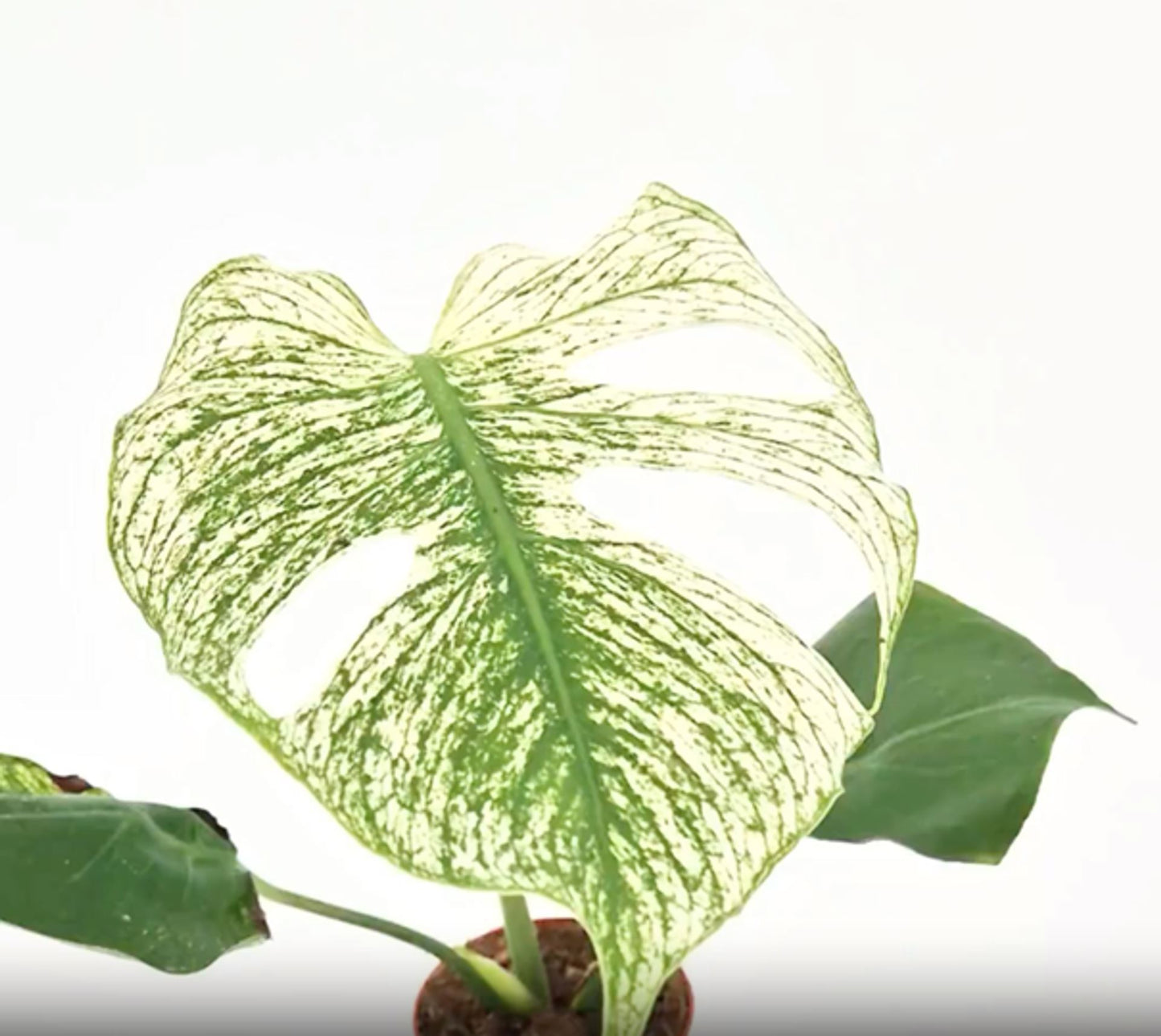 Monstera Devil Monster